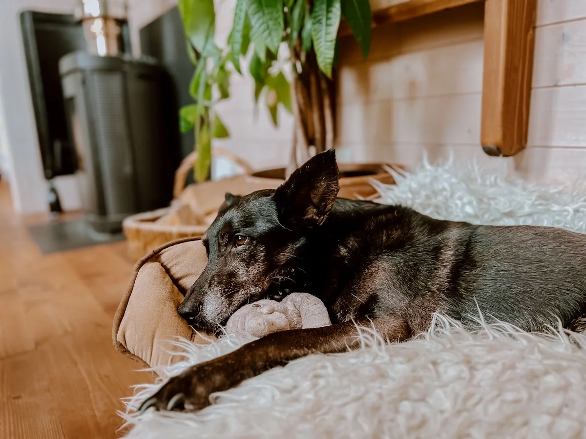 Originalaufnahme zum Beitrag: Was das Leben im Tiny House mit Yoga zu tun hat